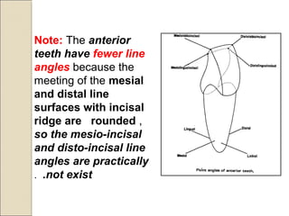 Note: The anterior
teeth have fewer line
angles because the
meeting of the mesial
and distal line
surfaces with incisal
ridge are rounded ,
so the mesio-incisal
and disto-incisal line
angles are practically
not exist..
 