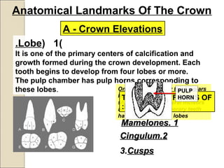 Anatomical Landmarks Of The Crown
A - Crown Elevations
)1(Lobe.
It is one of the primary centers of calcification and
growth formed during the crown development. Each
tooth begins to develop from four lobes or more.
The pulp chamber has pulp horns corresponding to
these lobes. Only some maxillary third molars
have as few as 3 lobes. Peg-
shaped maxillary lateral incisors
and some supernumerary teeth
have less than three lobes
THE MATURE FORMS OF
LOBES ARE:
11..MamelonesMamelones
22..CingulumCingulum
3.3.CuspsCusps
PULP
HORN
 