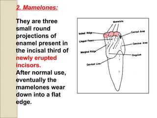 2. Mamelones:
They are three
small round
projections of
enamel present in
the incisal third of
newly erupted
incisors.
After normal use,
eventually the
mamelones wear
down into a flat
edge.
 
