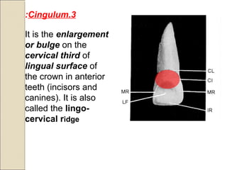 3.Cingulum:
It is the enlargement
or bulge on the
cervical third of
lingual surface of
the crown in anterior
teeth (incisors and
canines(. It is also
called the lingo-
cervical ridge
 