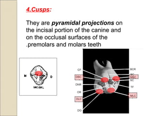 4.Cusps:
They are pyramidal projections on
the incisal portion of the canine and
on the occlusal surfaces of the
premolars and molars teeth.
 
