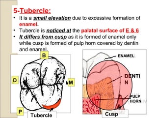 5-Tubercle:
• It is a small elevation due to excessive formation of
enamel.
• Tubercle is noticed at the palatal surface of E & 6
• It differs from cusp as it is formed of enamel only
while cusp is formed of pulp horn covered by dentin
and enamel.
PULP
HORN
Cusp
ENAMEL
DENTI
N
Tubercle
M
B
D
P
 