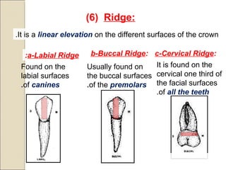 )6( Ridge:
It is a linear elevation on the different surfaces of the crown.
a-Labial Ridge: b-Buccal Ridge: c-Cervical Ridge:
Found on the
labial surfaces
of canines.
Usually found on
the buccal surfaces
of the premolars.
It is found on the
cervical one third of
the facial surfaces
of all the teeth.
 