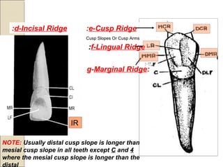 d-Incisal Ridge:
f-Lingual Ridge:
g-Marginal Ridge:
e-Cusp Ridge:
Cusp Slopes Or Cusp Arms
IR
NOTE: Usually distal cusp slope is longer than
mesial cusp slope in all teeth except C and 4
where the mesial cusp slope is longer than the
distal
 