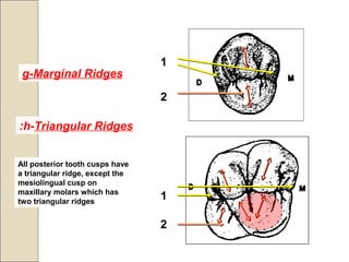 g-Marginal Ridges
h-Triangular Ridges:
All posterior tooth cusps have
a triangular ridge, except the
mesiolingual cusp on
maxillary molars which has
two triangular ridges
1
2
1
2
 