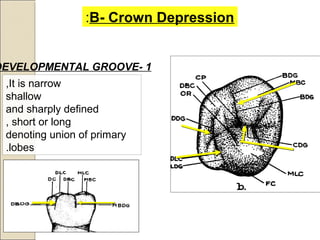 B- Crown Depression:
1-DEVELOPMENTAL GROOVE
It is narrow,
shallow
and sharply defined
short or long,
denoting union of primary
lobes.
 