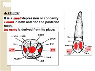 It is a smallsmall depression or concavity.
FoundFound in both anterior and posterior
teeth.
Its nameIts name is derived from its place:
4- FOSSA:
 