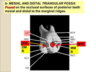 b- MESIAL AND DISTAL TRIANGULAR FOSSA:
FoundFound on the occlusal surfaces of posterior teeth
mesial and distal to the marginal ridges.
b- MESIAL AND DISTAL TRIANGULAR FOSSA:
FoundFound on the occlusal surfaces of posterior teeth
mesial and distal to the marginal ridges.
DM
R
MM
R
MTFDTF
 