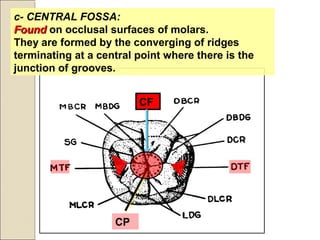 c- CENTRAL FOSSA:
FoundFound on occlusal surfaces of molars.
They are formed by the converging of ridges
terminating at a central point where there is the
junction of grooves.
CF
CP
 