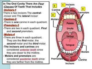 In The Oral Cavity There Are Four
Classes Of Teeth That Includes:
11--IncisorsIncisors::
-There is two incisors The central
incisor and The lateral incisor.
22--CaninesCanines::
-There is one canine in each quadrant.
33--PremolarsPremolars::
-There are two in each quadrant. First
and second premolars.
44--MolarsMolars::
-There are three in each quadrant.
They are the first molar, the
second molar and the third molar.
-The incisors and canines are
considered anterior teeth since
they are closer to the midline.
- Molars and premolars are
considered posterior teeth since
they are farther from the midline.
In The Oral Cavity There Are Four
Classes Of Teeth That Includes:
11--IncisorsIncisors::
-There is two incisors The central
incisor and The lateral incisor.
22--CaninesCanines::
-There is one canine in each quadrant.
33--PremolarsPremolars::
-There are two in each quadrant. First
and second premolars.
44--MolarsMolars::
-There are three in each quadrant.
They are the first molar, the
second molar and the third molar.
-The incisors and canines are
considered anterior teeth since
they are closer to the midline.
- Molars and premolars are
considered posterior teeth since
they are farther from the midline.
12
3
4
 