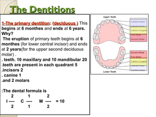 The DentitionsThe Dentitions
1-The primary dentition1-The primary dentition: (: (deciduousdeciduous )) This
begins at 6 monthes and ends at 6 years.
Why?
The eruption of primary teeth begins at 6
monthes (for lower central incisor) and ends
at 2 years(for the upper second deciduous
molar) .
20teeth. 10 maxillary and 10 mandibular.
5teeth are present in each quadrant.
2incisors.
1canine.
and 2 molars.
The dental formula is:
2 1 2
I ---- C ---- M ---- = 10
2 1 2
 