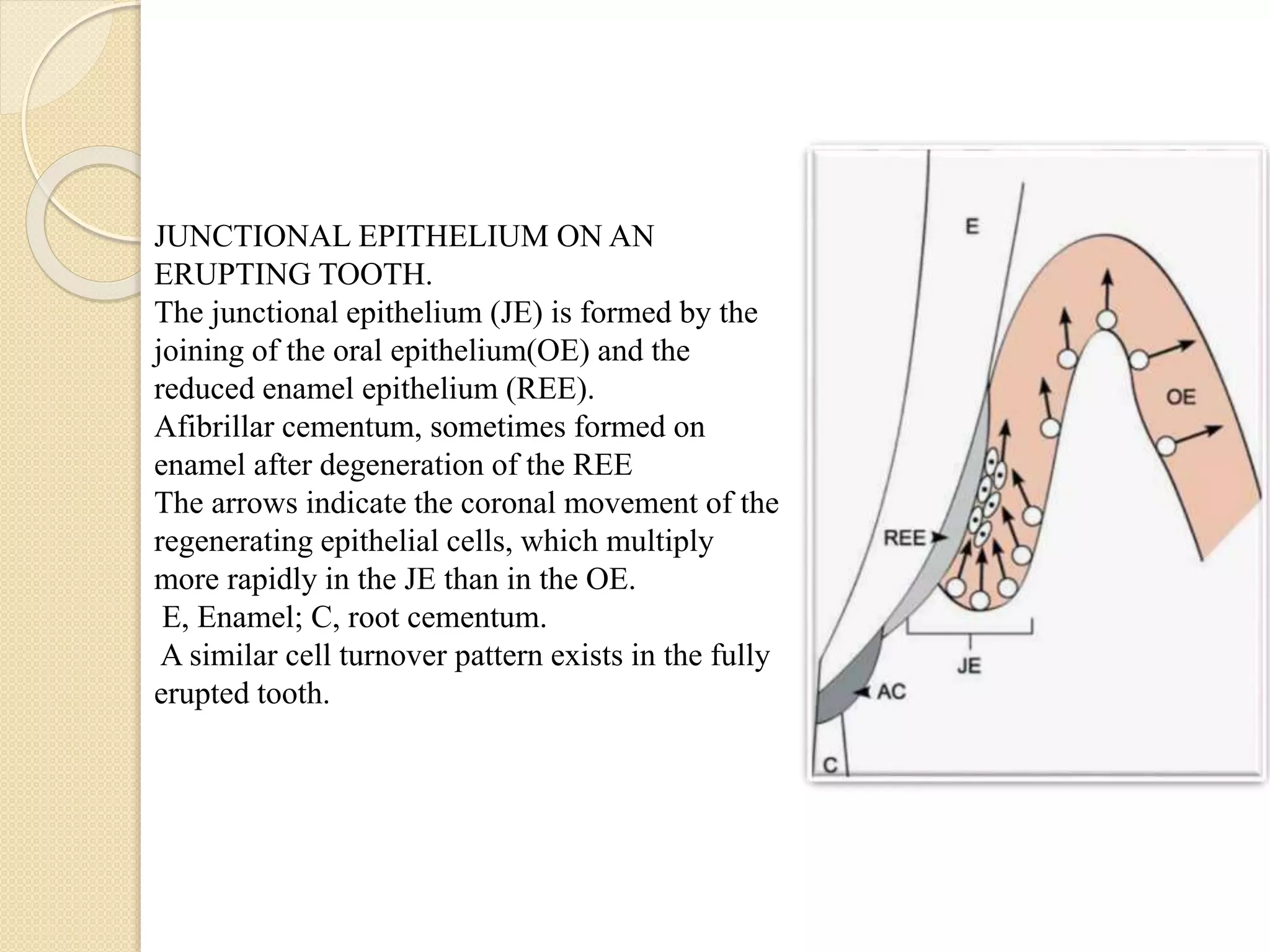 JUNCTIONAL EPITHELIUM ON AN
ERUPTING TOOTH.
The junctional epithelium (JE) is formed by the
joining of the oral epithelium(OE) and the
reduced enamel epithelium (REE).
Afibrillar cementum, sometimes formed on
enamel after degeneration of the REE
The arrows indicate the coronal movement of the
regenerating epithelial cells, which multiply
more rapidly in the JE than in the OE.
E, Enamel; C, root cementum.
A similar cell turnover pattern exists in the fully
erupted tooth.
 