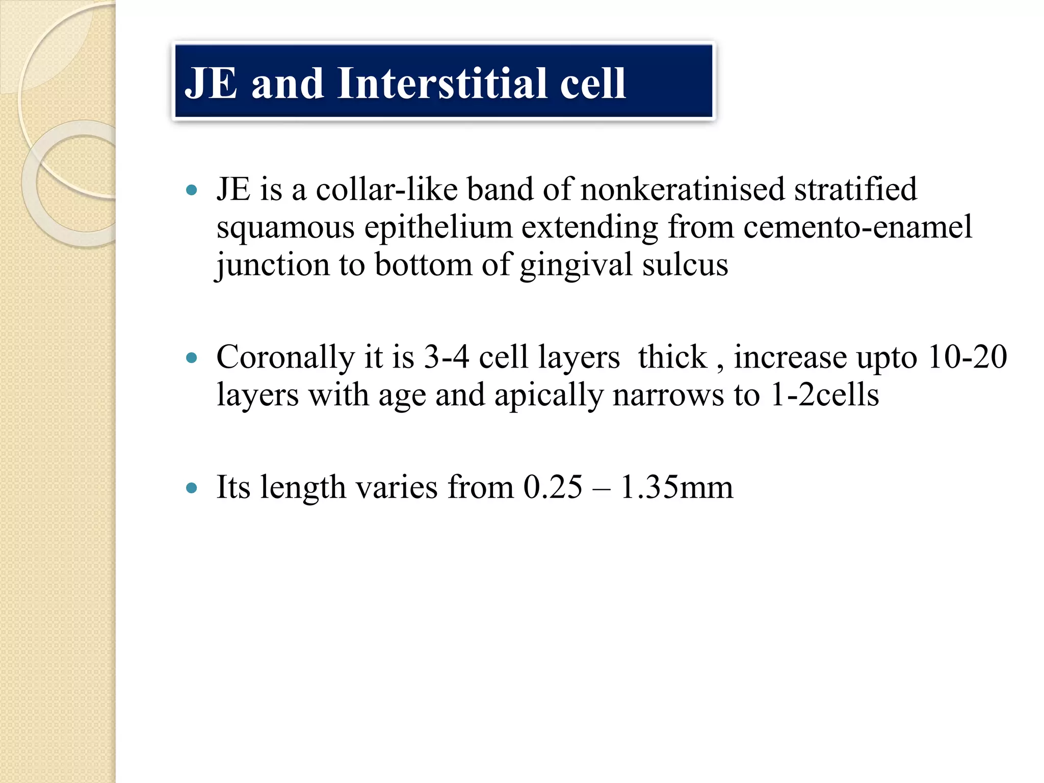 JE and Interstitial cell
 JE is a collar-like band of nonkeratinised stratified
squamous epithelium extending from cemento-enamel
junction to bottom of gingival sulcus
 Coronally it is 3-4 cell layers thick , increase upto 10-20
layers with age and apically narrows to 1-2cells
 Its length varies from 0.25 – 1.35mm
 