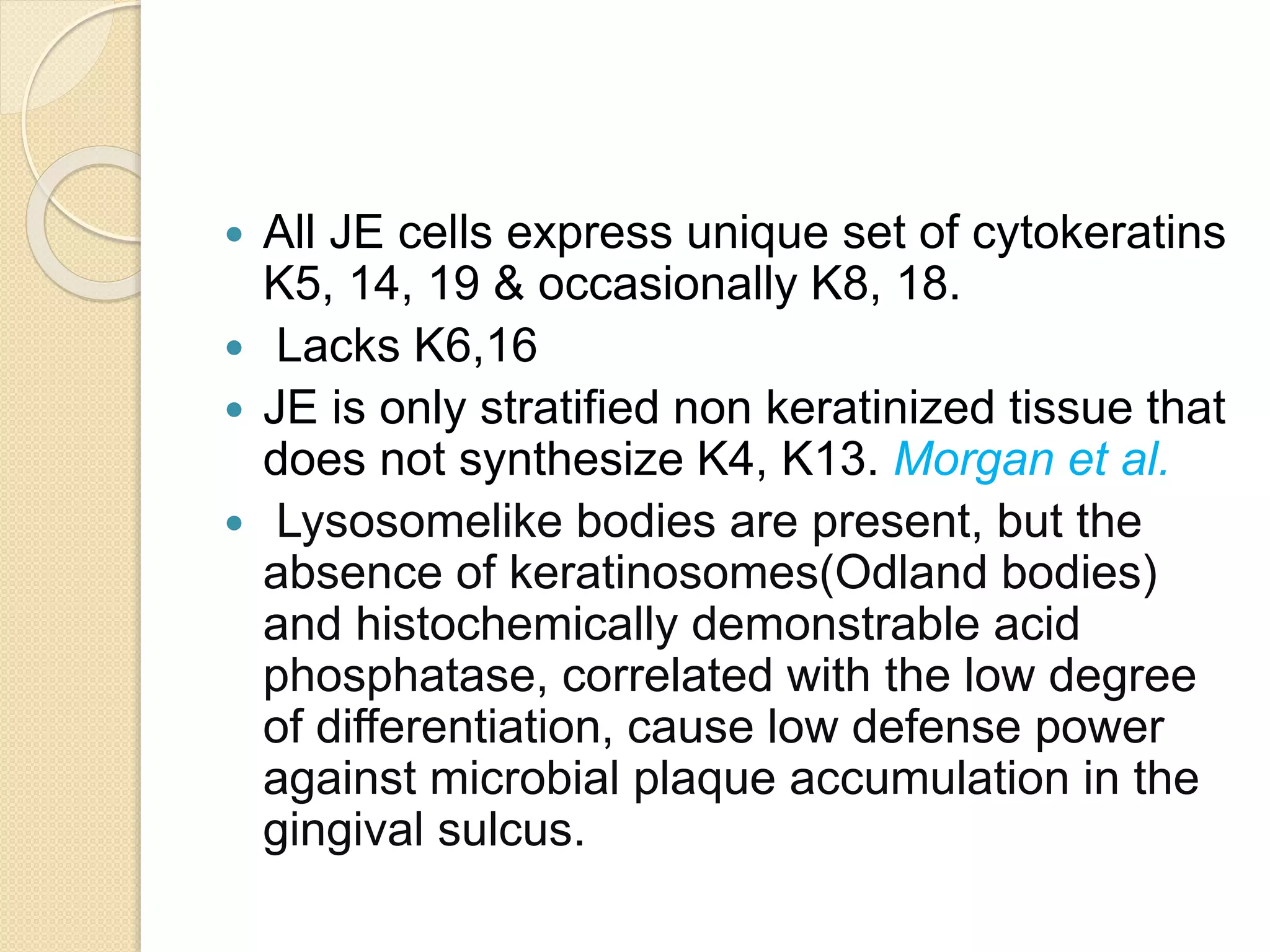  All JE cells express unique set of cytokeratins
K5, 14, 19 & occasionally K8, 18.
 Lacks K6,16
 JE is only stratified non keratinized tissue that
does not synthesize K4, K13. Morgan et al.
 Lysosomelike bodies are present, but the
absence of keratinosomes(Odland bodies)
and histochemically demonstrable acid
phosphatase, correlated with the low degree
of differentiation, cause low defense power
against microbial plaque accumulation in the
gingival sulcus.
 