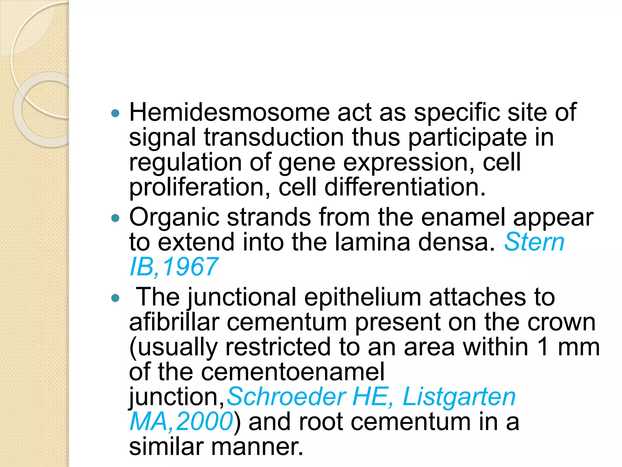  Hemidesmosome act as specific site of
signal transduction thus participate in
regulation of gene expression, cell
proliferation, cell differentiation.
 Organic strands from the enamel appear
to extend into the lamina densa. Stern
IB,1967
 The junctional epithelium attaches to
afibrillar cementum present on the crown
(usually restricted to an area within 1 mm
of the cementoenamel
junction,Schroeder HE, Listgarten
MA,2000) and root cementum in a
similar manner.
 