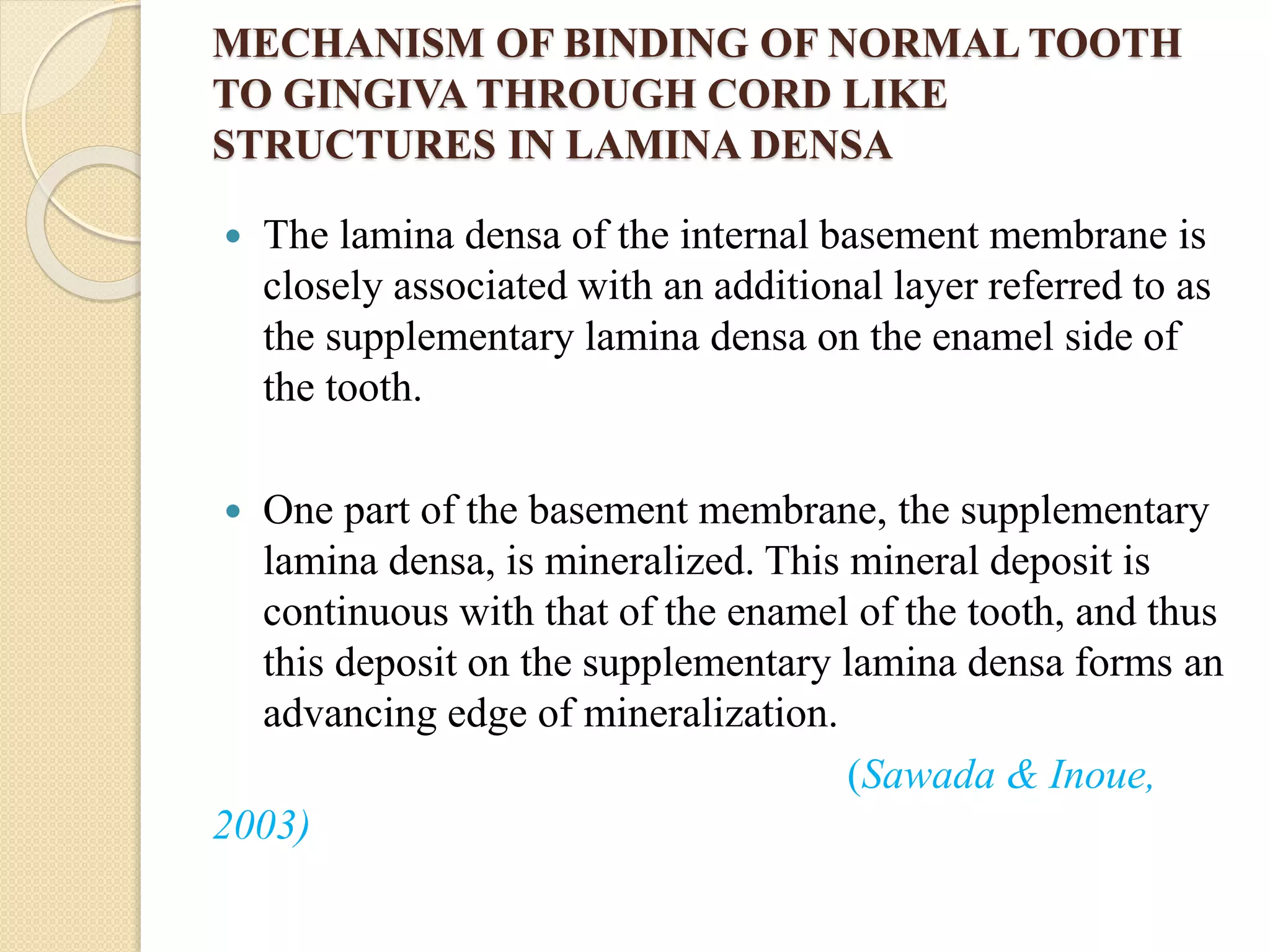 MECHANISM OF BINDING OF NORMAL TOOTH
TO GINGIVA THROUGH CORD LIKE
STRUCTURES IN LAMINA DENSA
 The lamina densa of the internal basement membrane is
closely associated with an additional layer referred to as
the supplementary lamina densa on the enamel side of
the tooth.
 One part of the basement membrane, the supplementary
lamina densa, is mineralized. This mineral deposit is
continuous with that of the enamel of the tooth, and thus
this deposit on the supplementary lamina densa forms an
advancing edge of mineralization.
(Sawada & Inoue,
2003)
 