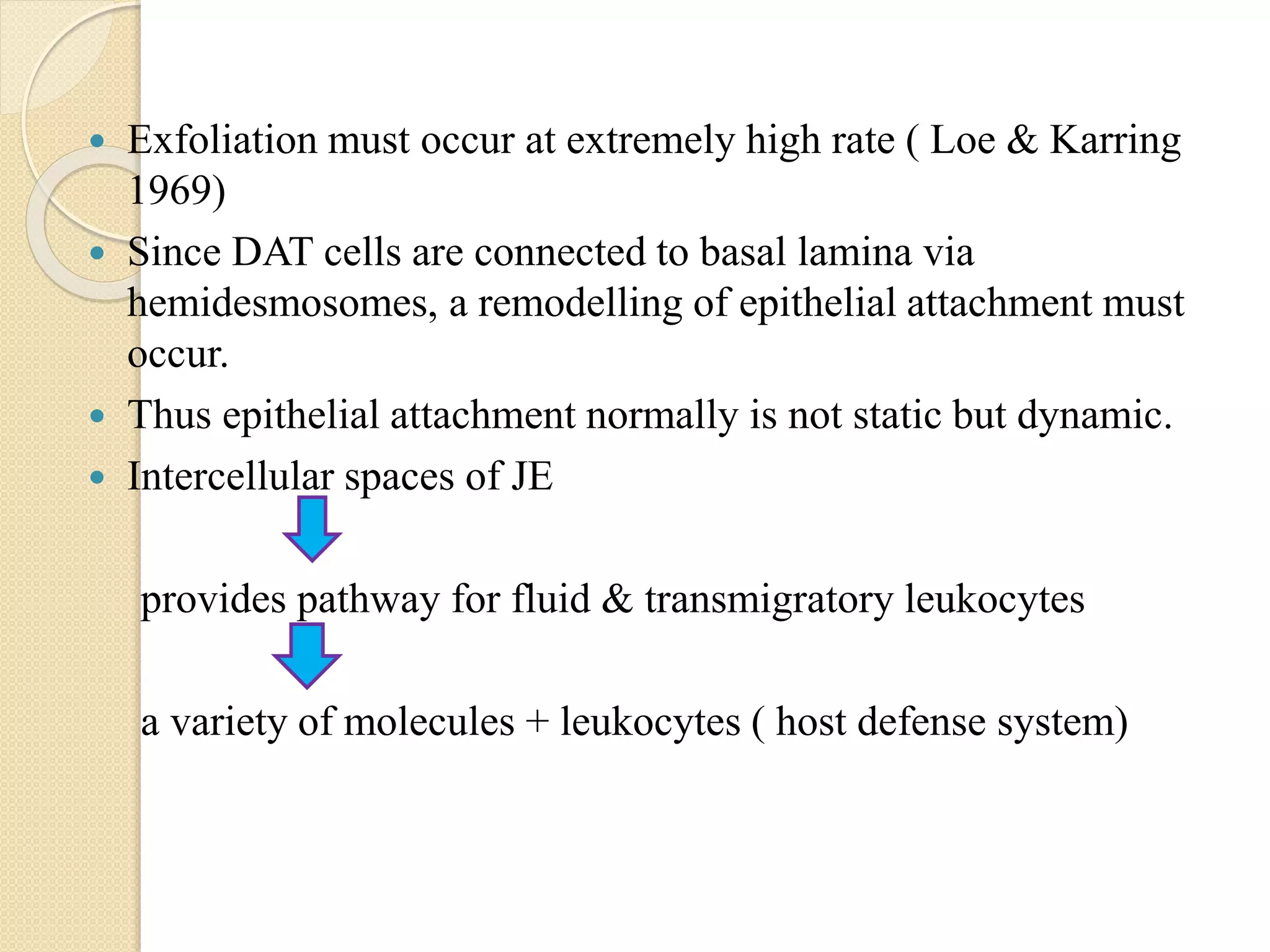  Exfoliation must occur at extremely high rate ( Loe & Karring
1969)
 Since DAT cells are connected to basal lamina via
hemidesmosomes, a remodelling of epithelial attachment must
occur.
 Thus epithelial attachment normally is not static but dynamic.
 Intercellular spaces of JE
provides pathway for fluid & transmigratory leukocytes
a variety of molecules + leukocytes ( host defense system)
 