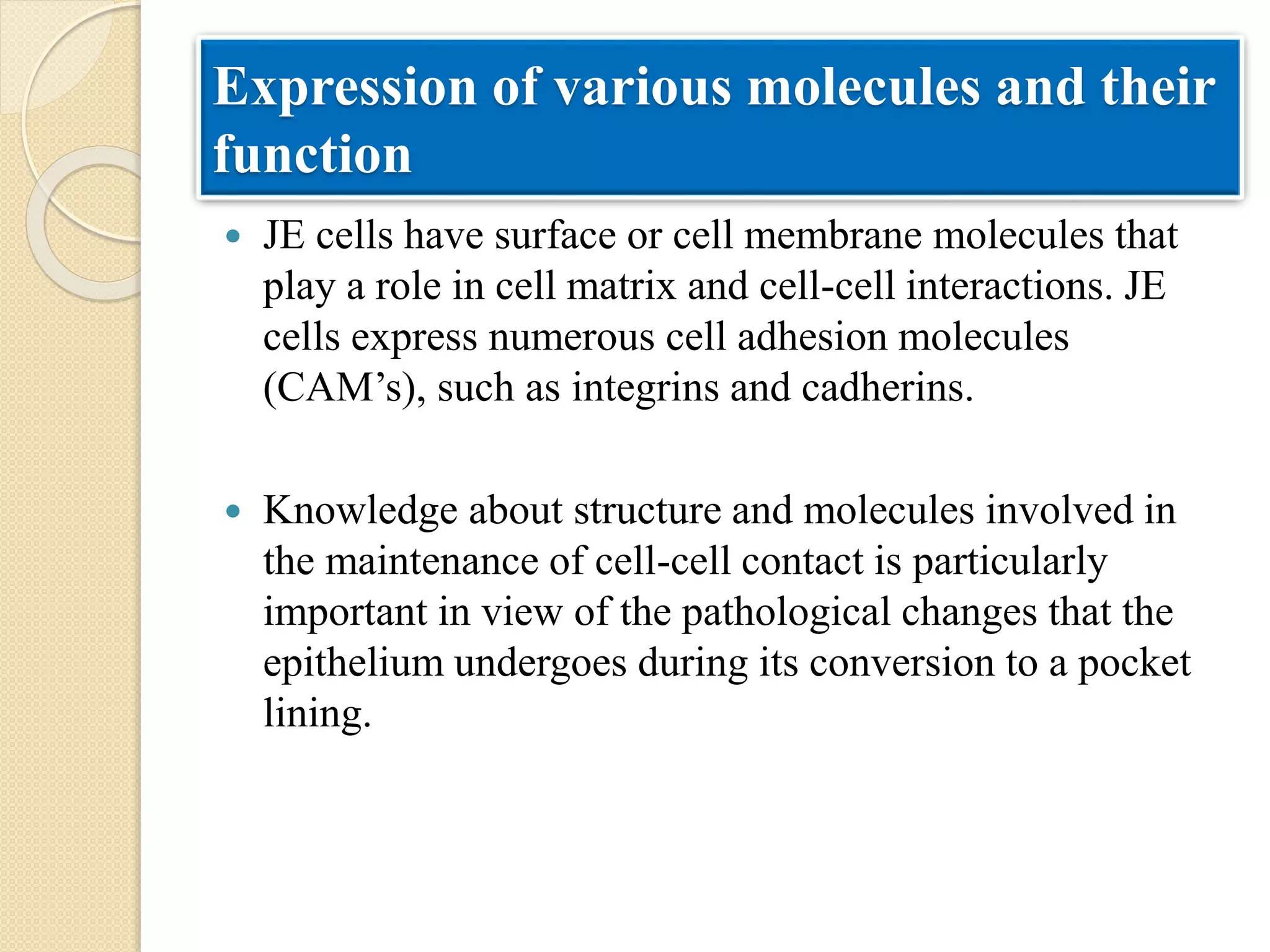 Expression of various molecules and their
function
 JE cells have surface or cell membrane molecules that
play a role in cell matrix and cell-cell interactions. JE
cells express numerous cell adhesion molecules
(CAM’s), such as integrins and cadherins.
 Knowledge about structure and molecules involved in
the maintenance of cell-cell contact is particularly
important in view of the pathological changes that the
epithelium undergoes during its conversion to a pocket
lining.
 