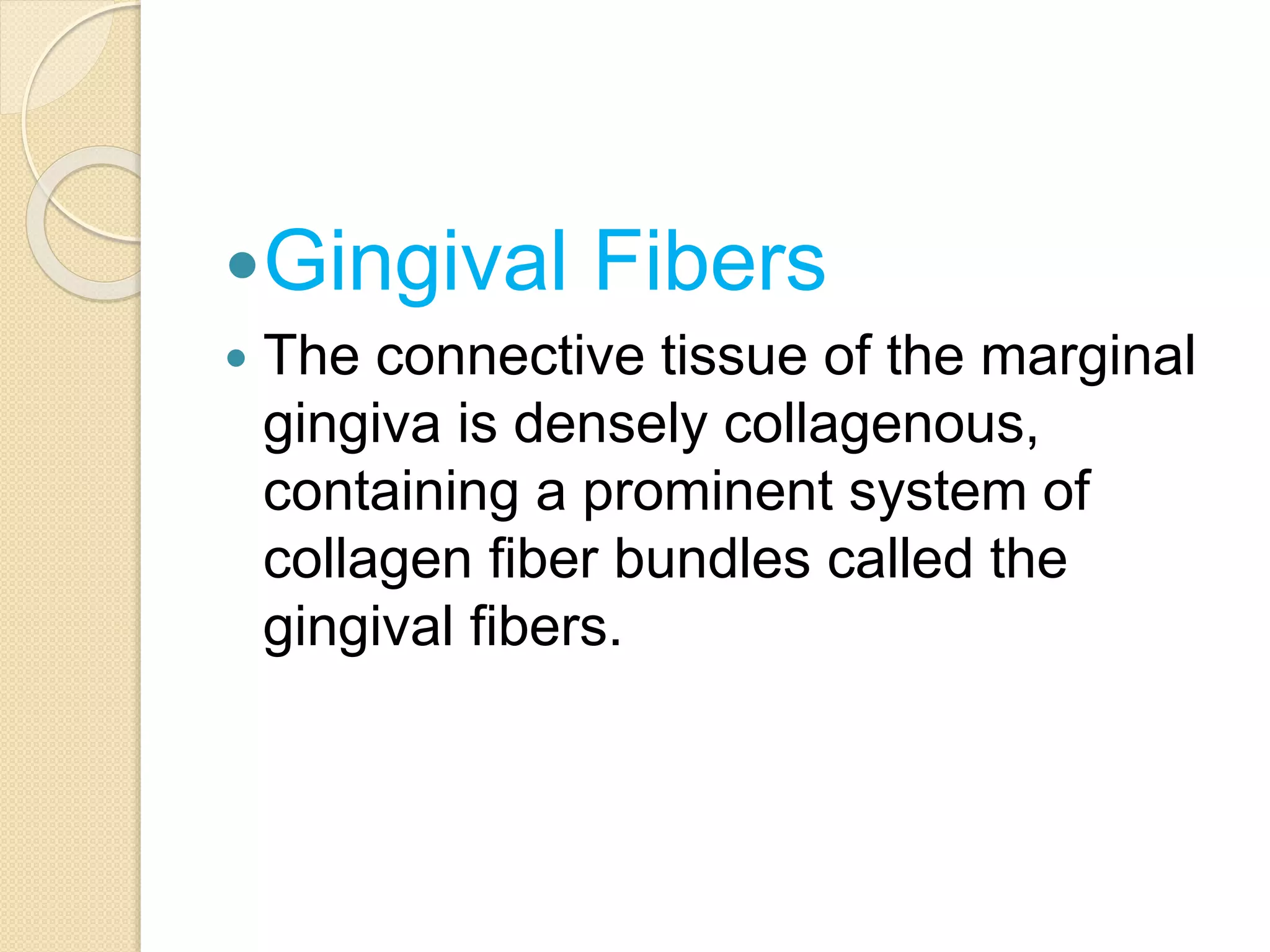 Gingival Fibers
 The connective tissue of the marginal
gingiva is densely collagenous,
containing a prominent system of
collagen fiber bundles called the
gingival fibers.
 