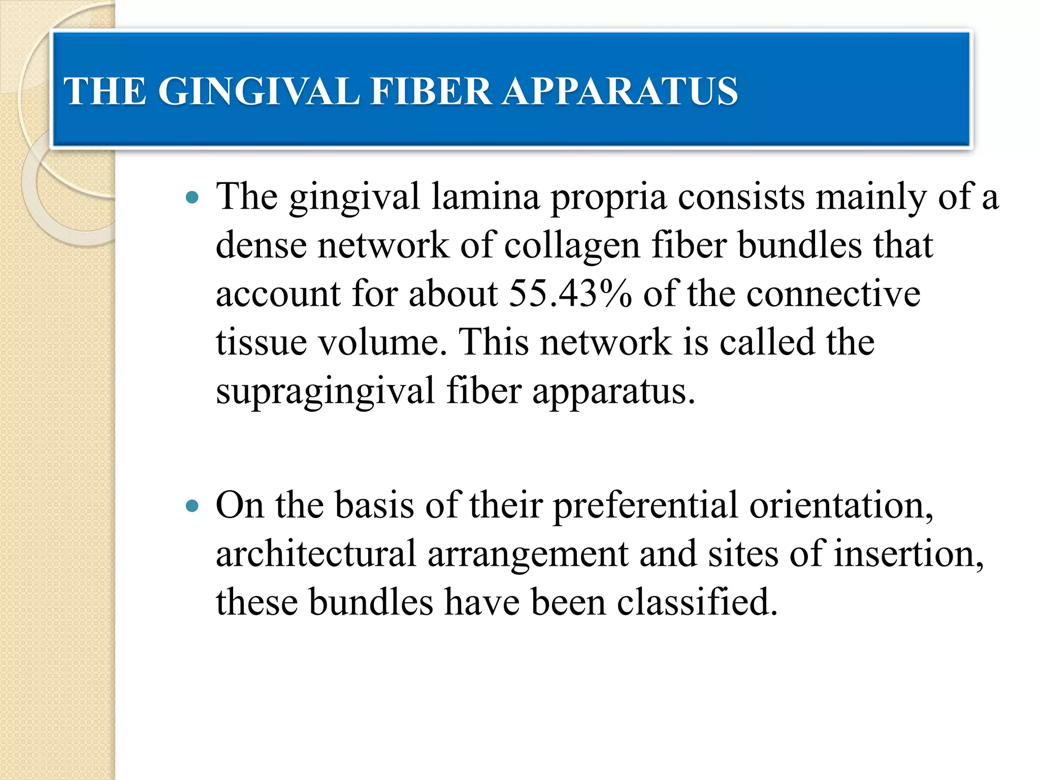 THE GINGIVAL FIBER APPARATUS
 The gingival lamina propria consists mainly of a
dense network of collagen fiber bundles that
account for about 55.43% of the connective
tissue volume. This network is called the
supragingival fiber apparatus.
 On the basis of their preferential orientation,
architectural arrangement and sites of insertion,
these bundles have been classified.
 