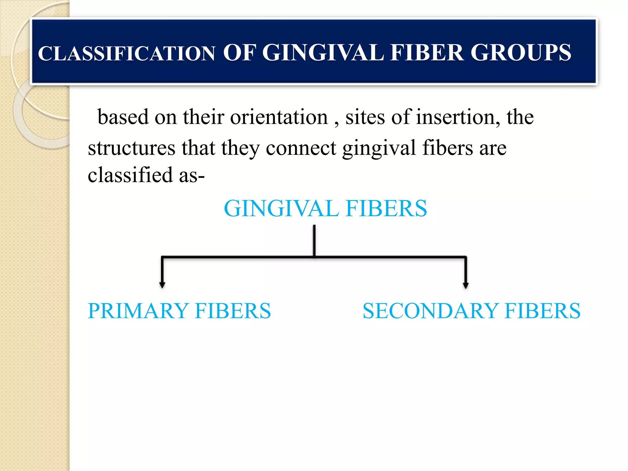 CLASSIFICATION OF GINGIVAL FIBER GROUPS
based on their orientation , sites of insertion, the
structures that they connect gingival fibers are
classified as-
GINGIVAL FIBERS
PRIMARY FIBERS SECONDARY FIBERS
 