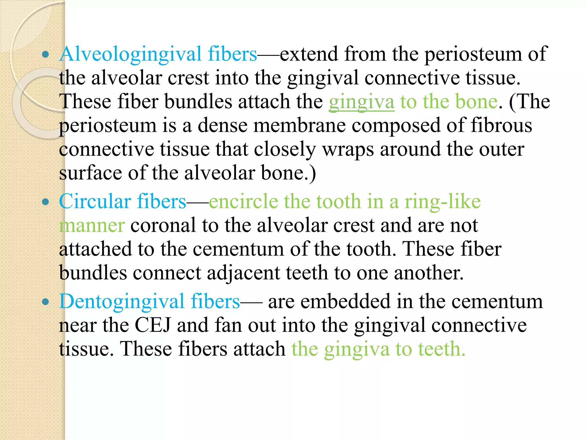  Alveologingival fibers—extend from the periosteum of
the alveolar crest into the gingival connective tissue.
These fiber bundles attach the gingiva to the bone. (The
periosteum is a dense membrane composed of fibrous
connective tissue that closely wraps around the outer
surface of the alveolar bone.)
 Circular fibers—encircle the tooth in a ring-like
manner coronal to the alveolar crest and are not
attached to the cementum of the tooth. These fiber
bundles connect adjacent teeth to one another.
 Dentogingival fibers— are embedded in the cementum
near the CEJ and fan out into the gingival connective
tissue. These fibers attach the gingiva to teeth.
 