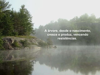 A árvore, desde o nascimento, cresce e produz, vencendo resistências.  A árvore, desde o nascimento, cresce e produz, vencendo resistências.  