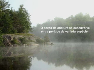 O corpo da criatura se desenvolve entre perigos de variada espécie.  O corpo da criatura se desenvolve entre perigos de variada espécie.  