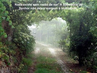 Nada existe sem razão de ser. A Sabedoria do Senhor não deixa margem à inutilidade.  Nada existe sem razão de ser. A Sabedoria do Senhor não deixa margem à inutilidade.  