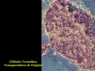 Glóbulos Vermelhos: Transportadores de Oxigênio