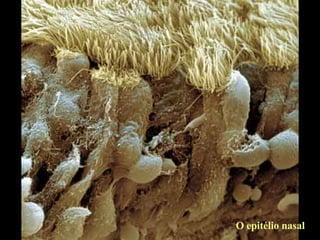 O epitélio nasal