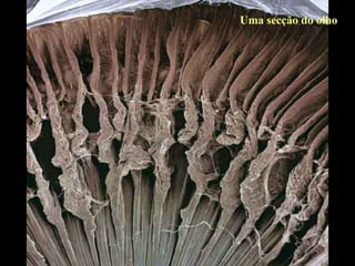 Uma secção do olho