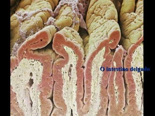 O intestino delgado
