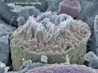 Fábrica   de esperma 