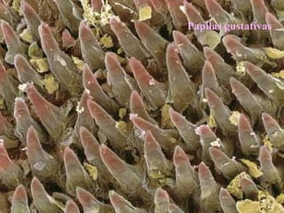 Papilas gustativas 