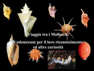 Viaggio tra i Molluschi
Vademecum per il loro riconoscimento
ed altre curiosità
 