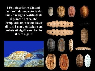 I Poliplacofori o Chitoni
hanno il dorso protetto da
una conchiglia costituita da
8 placche articolate.
Frequenti nelle acque basse
di tutti i mari, strisciano sui
substrati rigidi raschiando
il film algale.
 