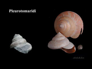 Pleurotomaridi
 