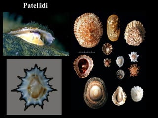 Patellidi
 