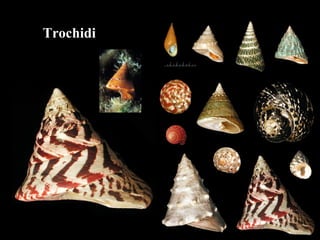 Trochidi
 