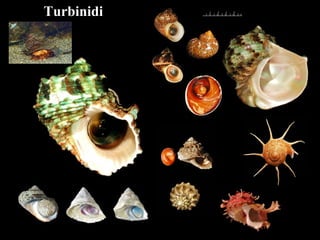 Turbinidi
 