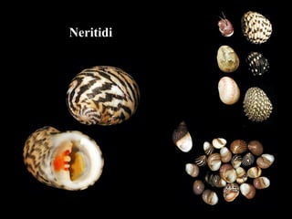 Neritidi
 