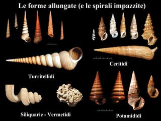 Le forme allungate (e le spirali impazzite)
Turritellidi
Ceritidi
Siliquarie - Vermetidi Potamididi
 