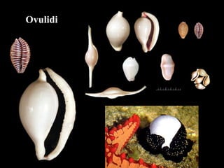 Ovulidi
 