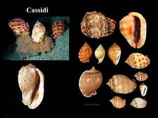 Cassidi
 