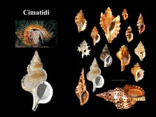 Cimatidi
 