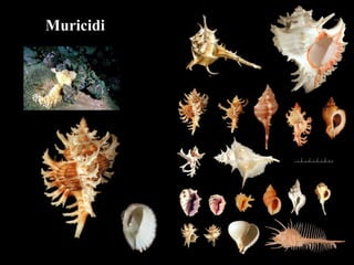 Muricidi
 