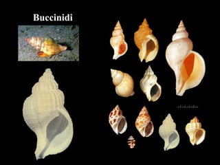 Buccinidi
 