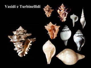 Vasidi e Turbinellidi
 