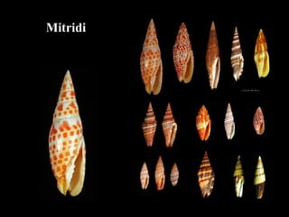 Mitridi
 